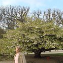 Prunus serrulata gr. Sato-Zakura 'Shirotae'